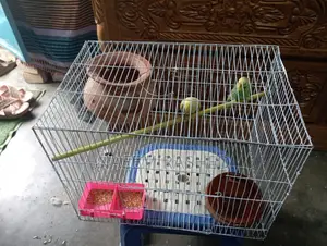 Budgerigar birds for sale with cage, breeding pot, food bowl and food