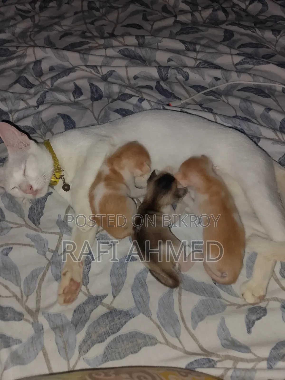 ১-৩ মাসের মেল মিক্সড ব্রিড বেঙ্গল