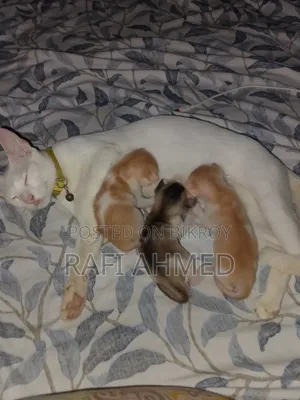1-3 Months Male Mixed Breed Bengal