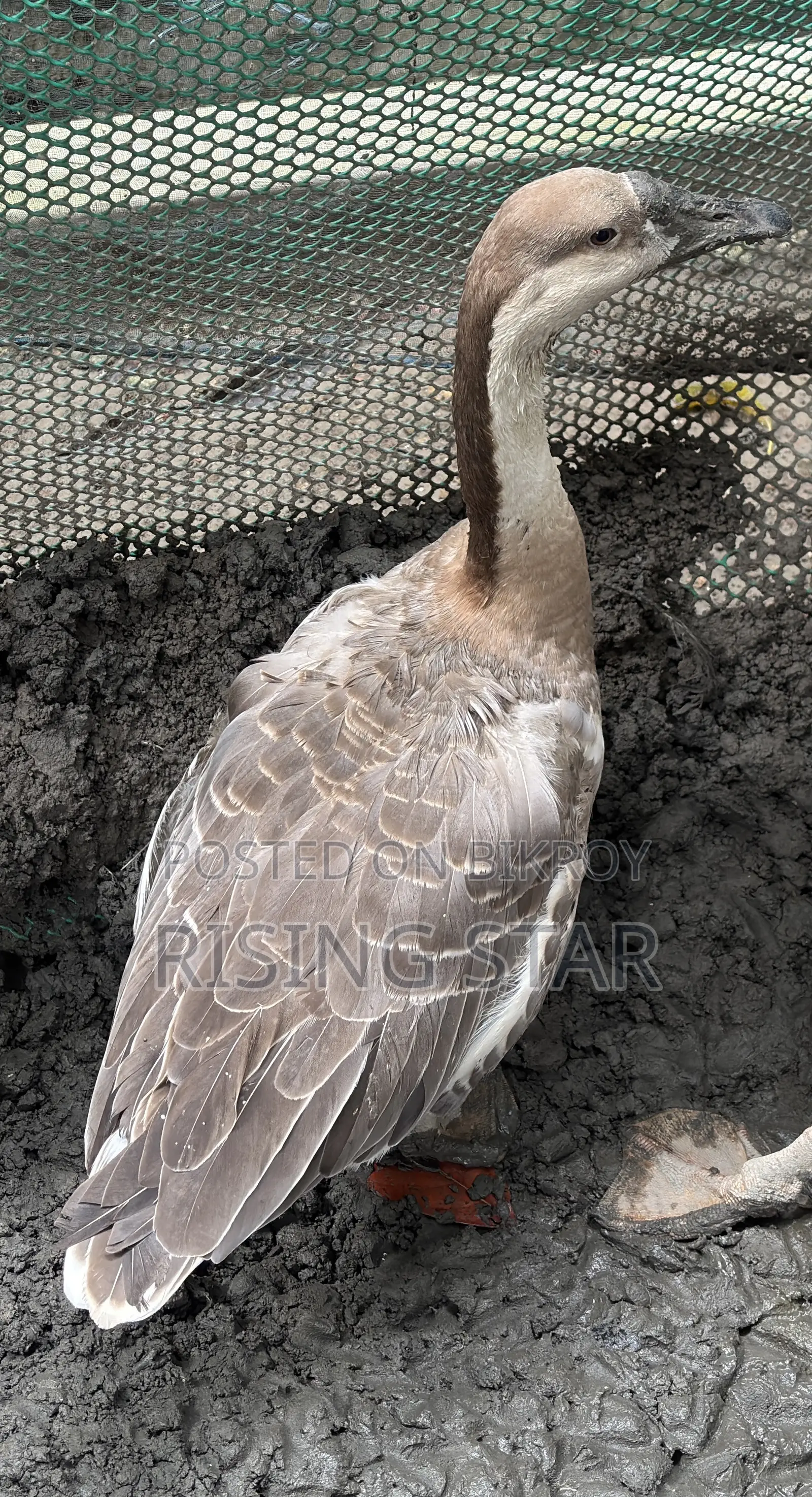 Will sell King Geese