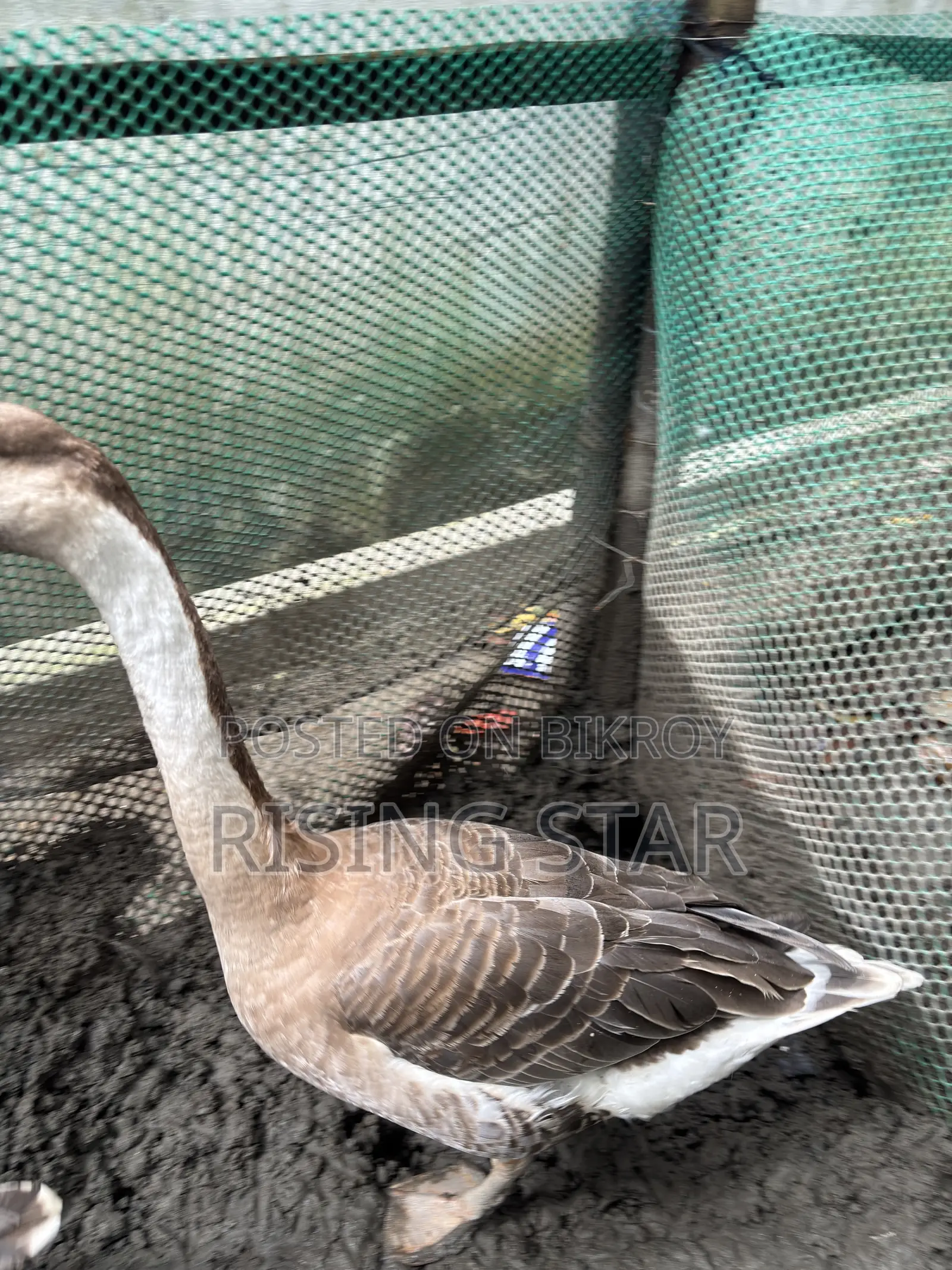 Will sell King Geese