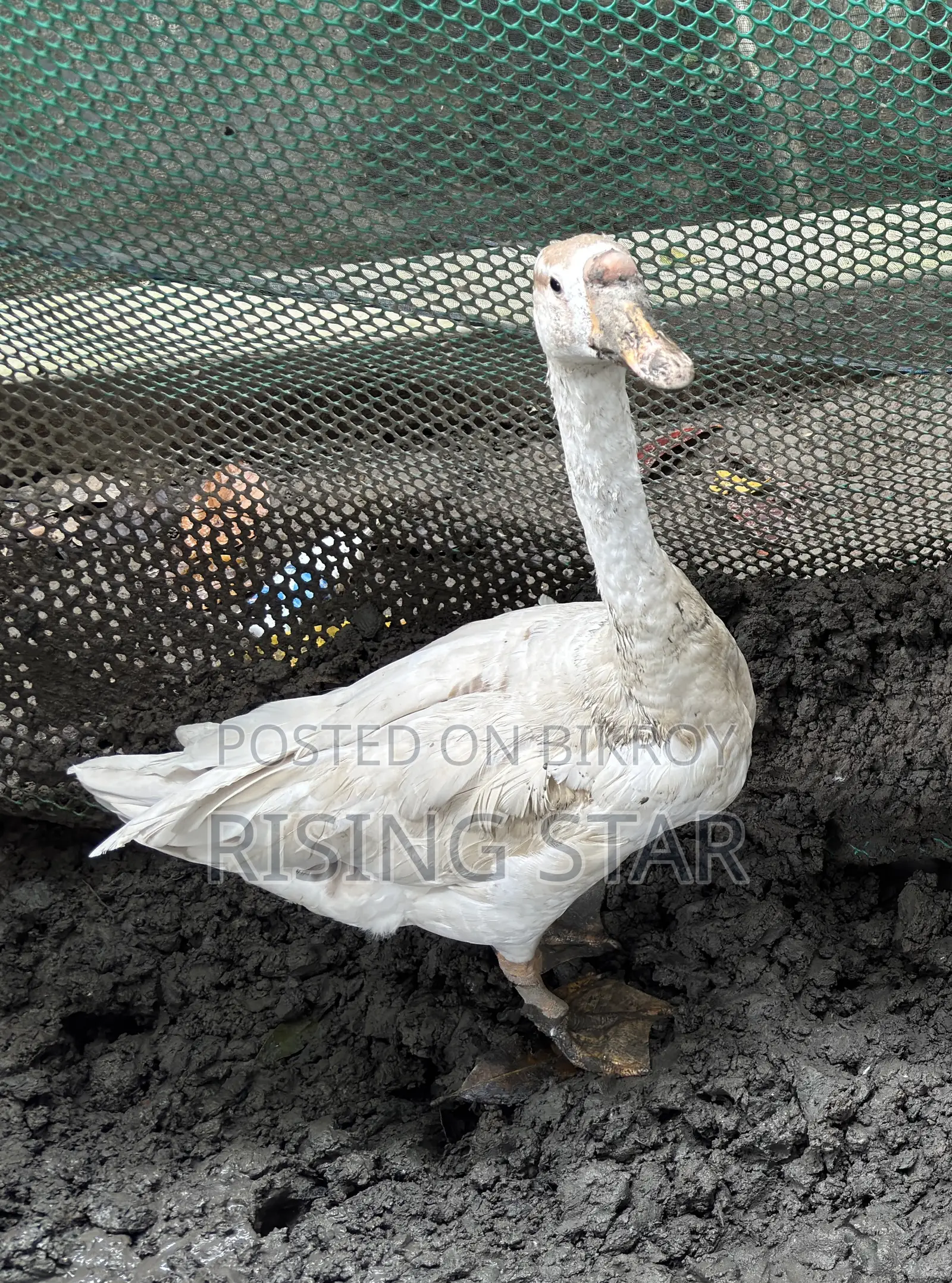 Will sell King Geese