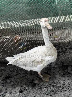 Will sell King Geese
