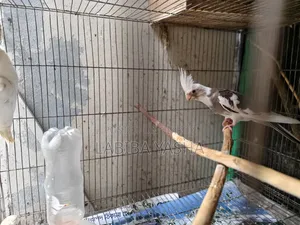 ককাটেল ২টা