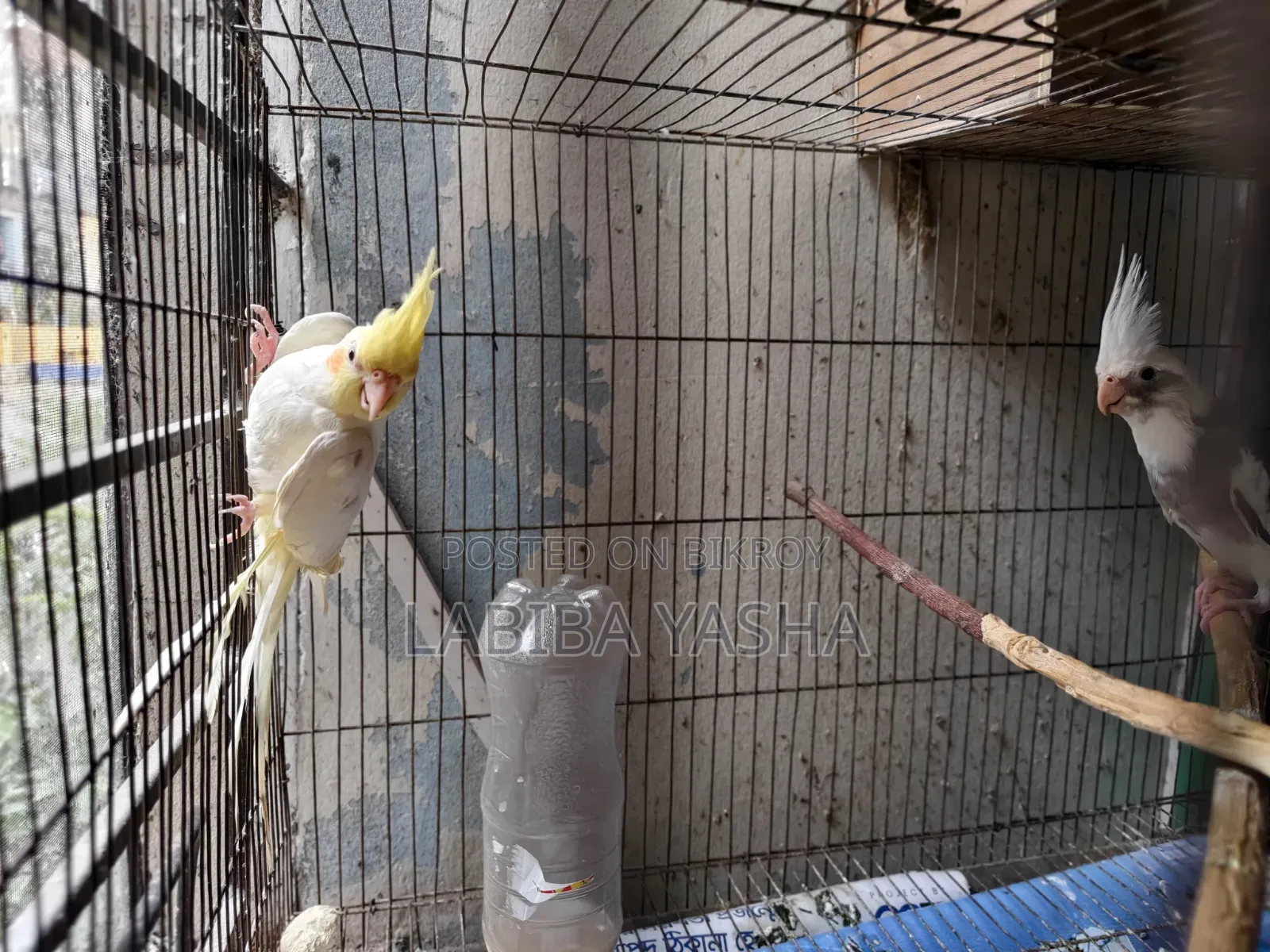 ককাটেল ২টা
