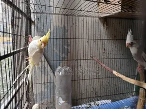 ককাটেল ২টা