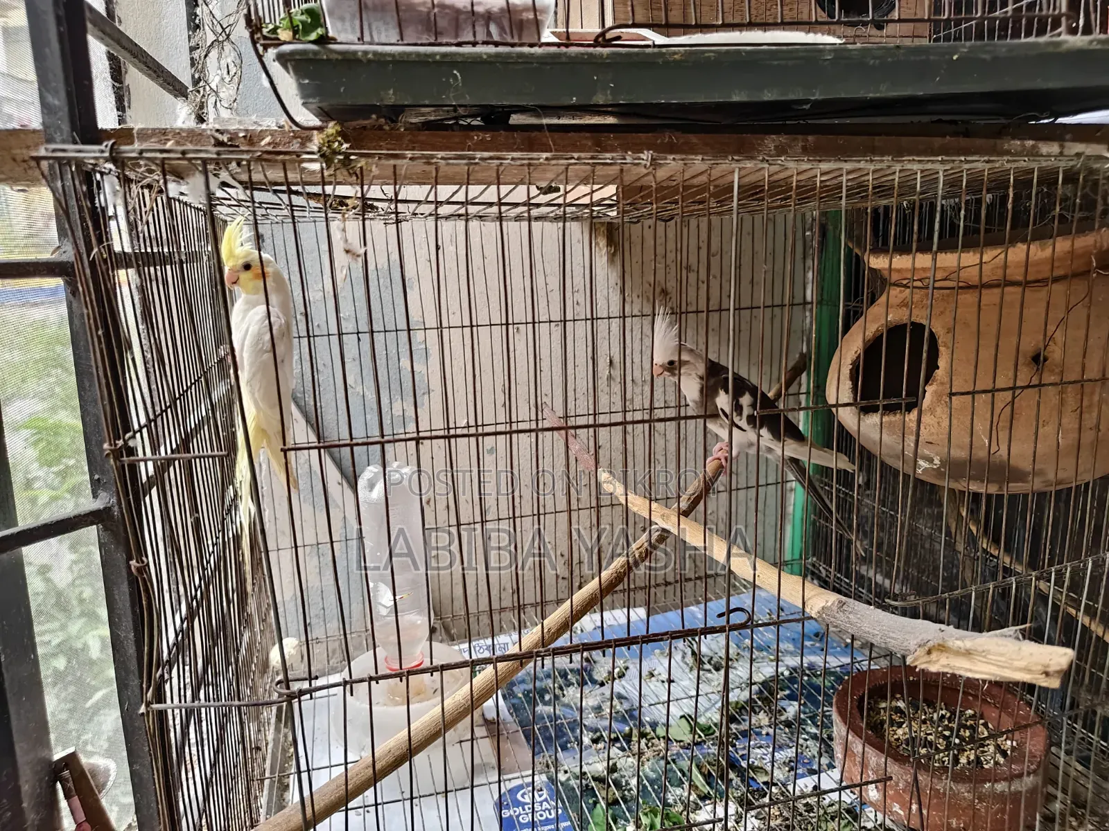 ককাটেল ২টা