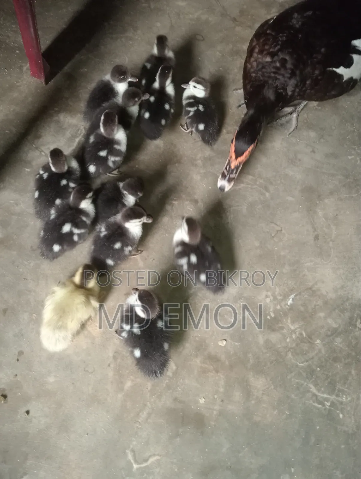 Chinese ducklings for sale