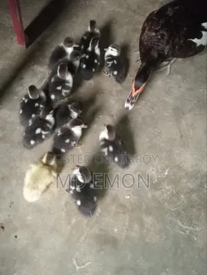 চিনা হাসের বাচ্চা বিক্রি হবে