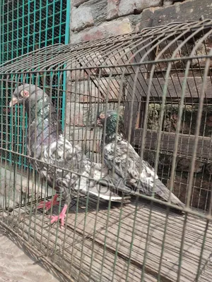 Dabwala Kamagar Pigeons