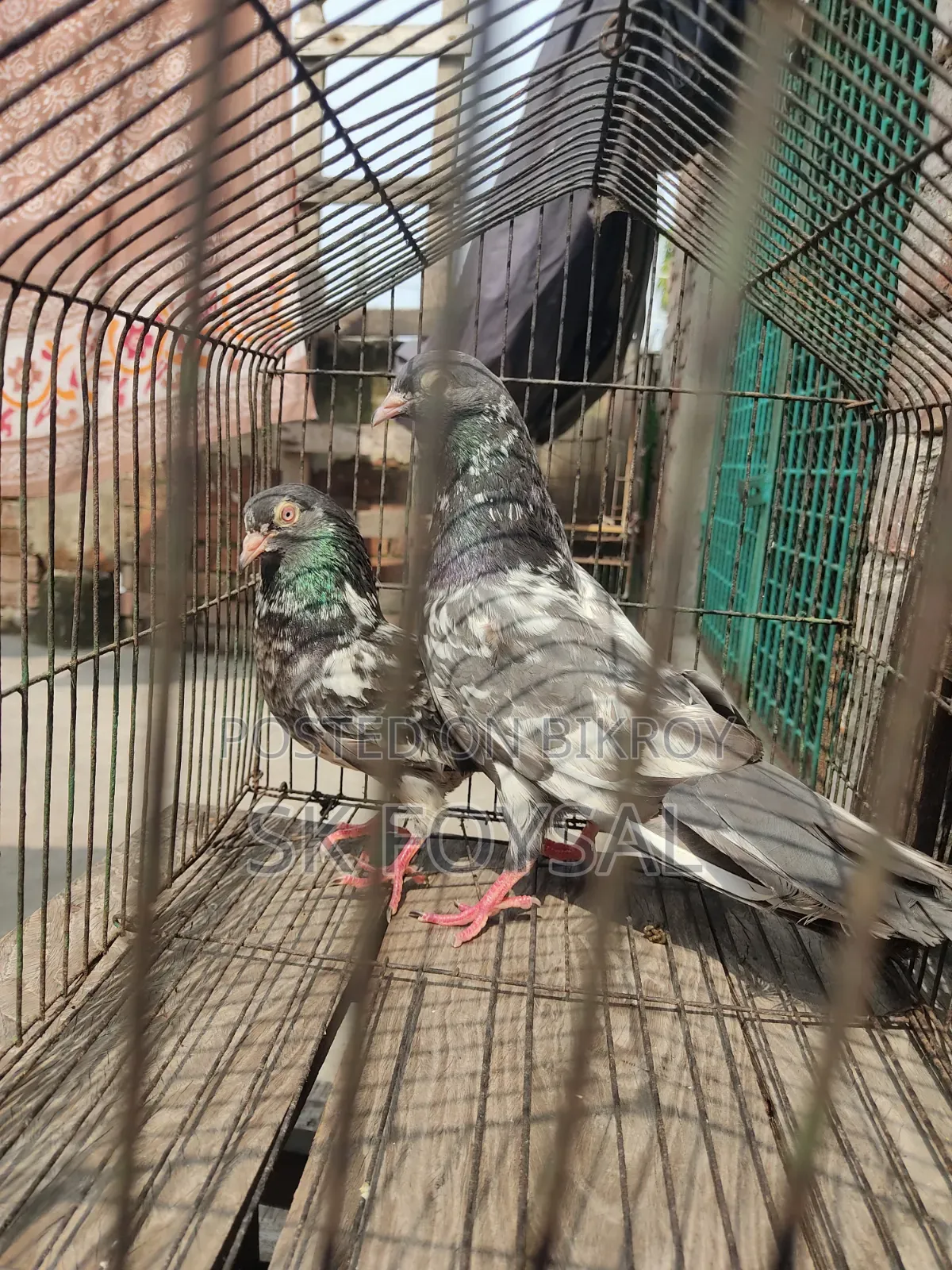 Dabwala Kamagar Pigeons