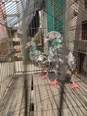 Dabwala Kamagar Pigeons