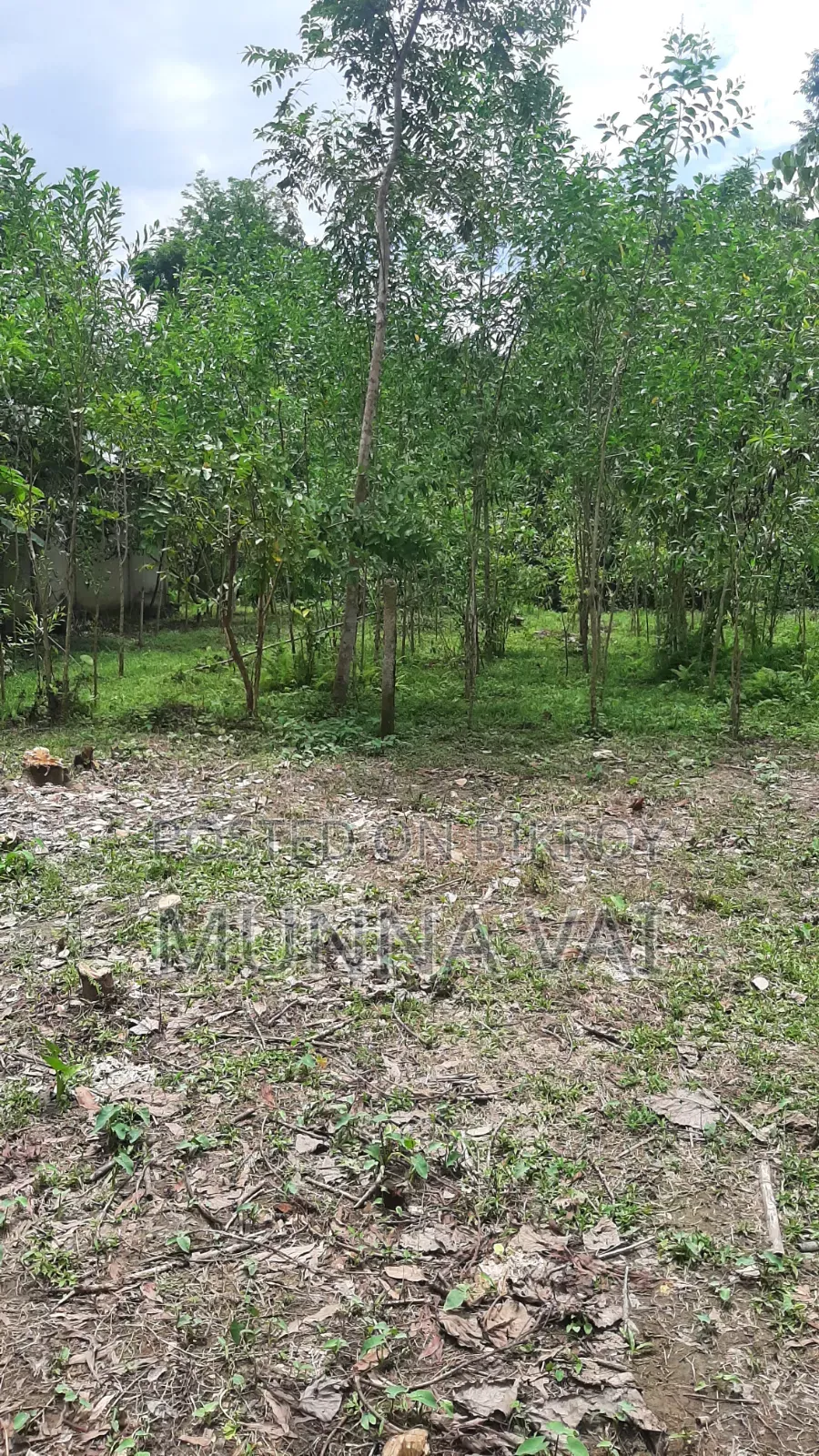 বাড়ির জন্য জমি