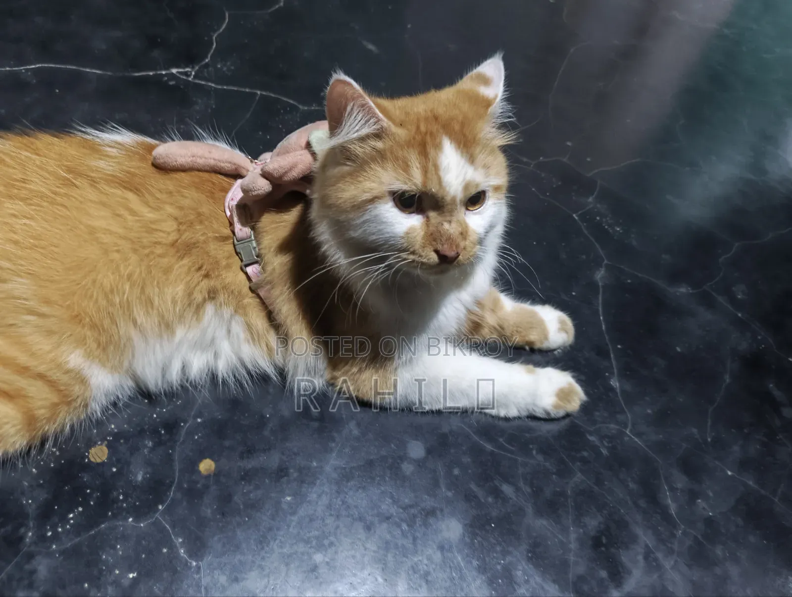 3-6 Months Male Mixed Breed Persian