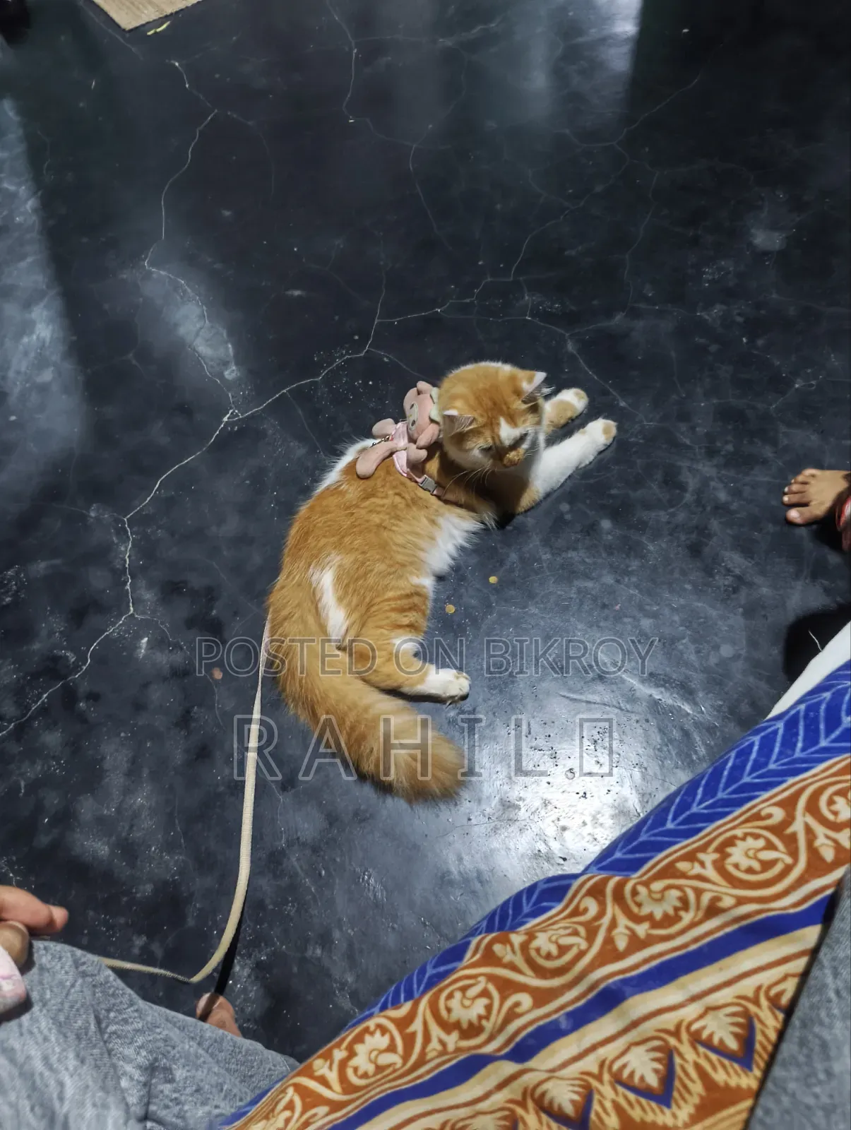 3-6 Months Male Mixed Breed Persian