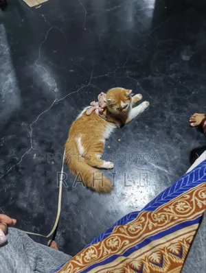 3-6 Months Male Mixed Breed Persian