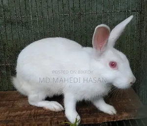 Beautiful Rabbit