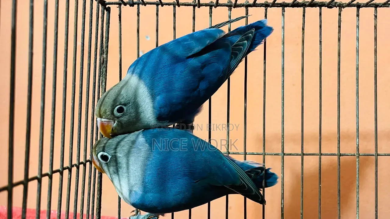 লাভ বার্ড ( ব্লু ফিসার) নিউ এডাল্ট