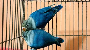 লাভ বার্ড ( ব্লু ফিসার) নিউ এডাল্ট
