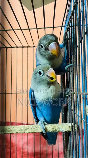 লাভ বার্ড ( ব্লু ফিসার) নিউ এডাল্ট