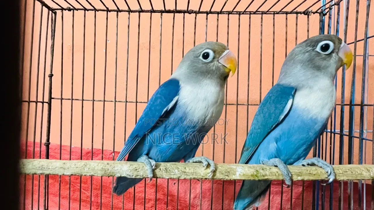 লাভ বার্ড ( ব্লু ফিসার) নিউ এডাল্ট