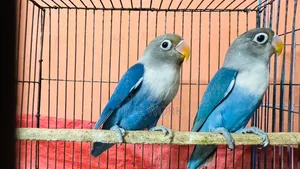 লাভ বার্ড ( ব্লু ফিসার) নিউ এডাল্ট