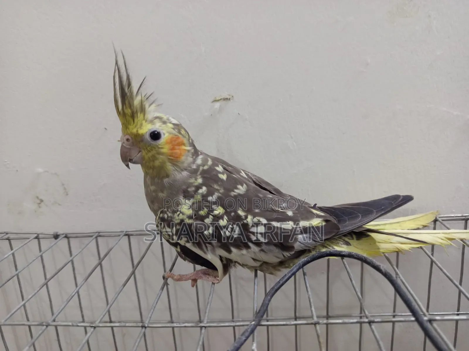 Adult Cinnamon Pearl Female