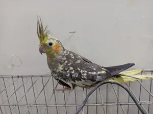অ্যাডাল্ট সিনামন পার্ল ফিমেল