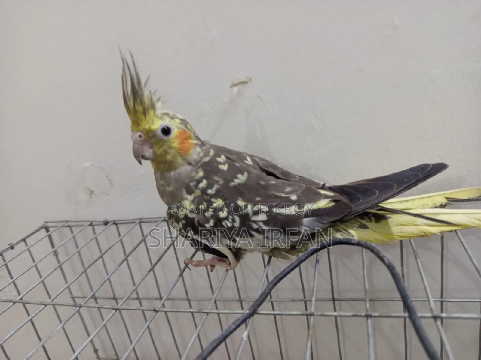 Adult Cinnamon Pearl Female