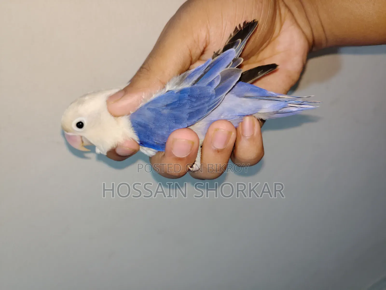 ভায়োলেট ওপ্যালিন ফিমেল লাভবার্ডস
