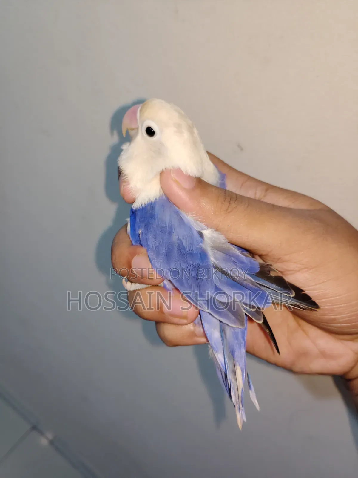 ভায়োলেট ওপ্যালিন ফিমেল লাভবার্ডস