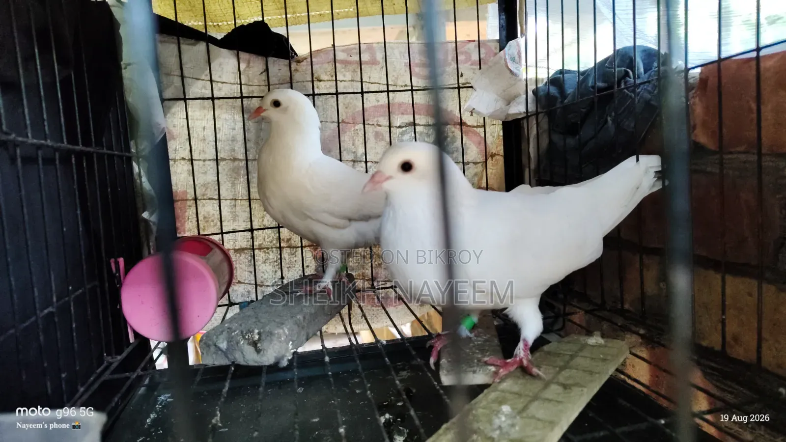 1 Pair of Kagochi Pigeons