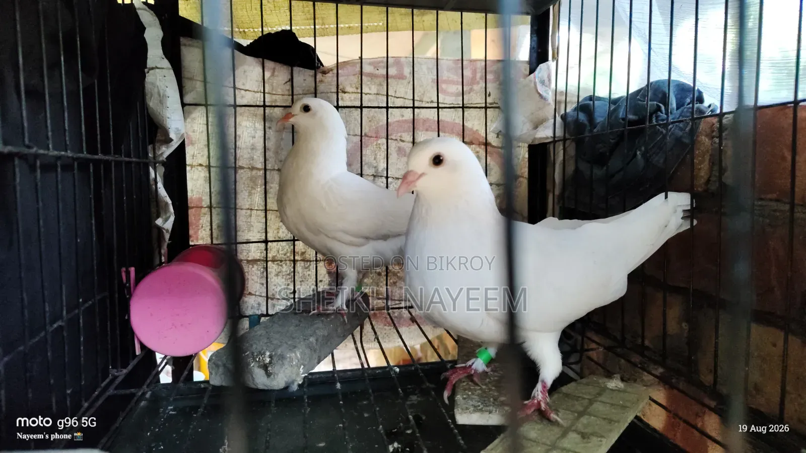 1 Pair of Kagochi Pigeons