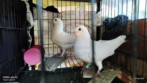 1 Pair of Kagochi Pigeons