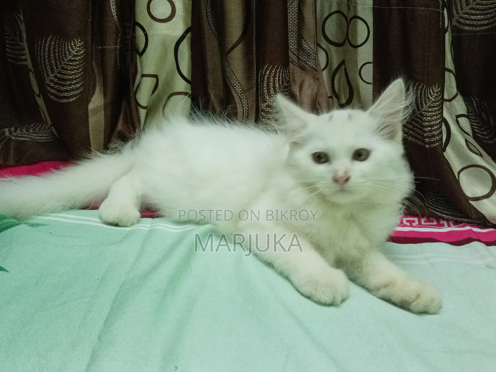 1-3 Months Female Mixed Breed Persian Cat
