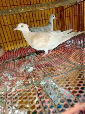 এক জোড়া ঘুঘু পাখি ।।