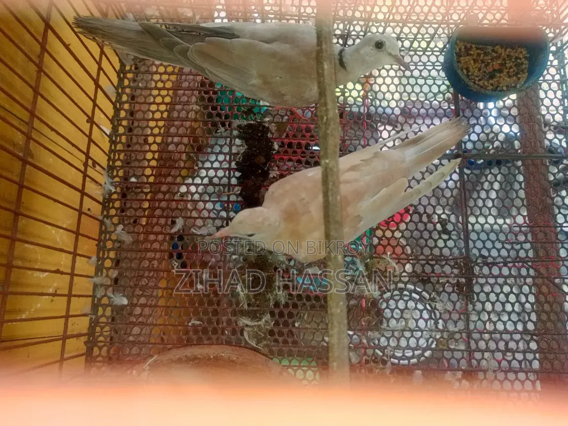 এক জোড়া ঘুঘু পাখি ।।