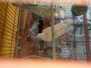 এক জোড়া ঘুঘু পাখি ।।