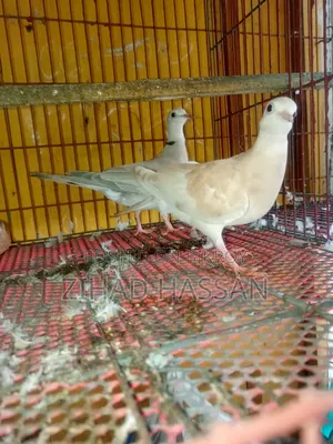 এক জোড়া ঘুঘু পাখি ।।