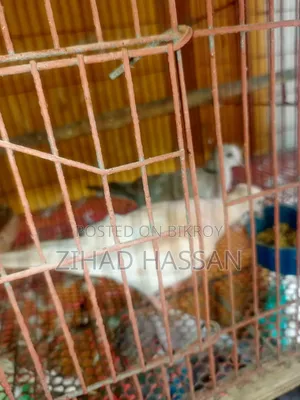 এক জোড়া ঘুঘু পাখি ।।