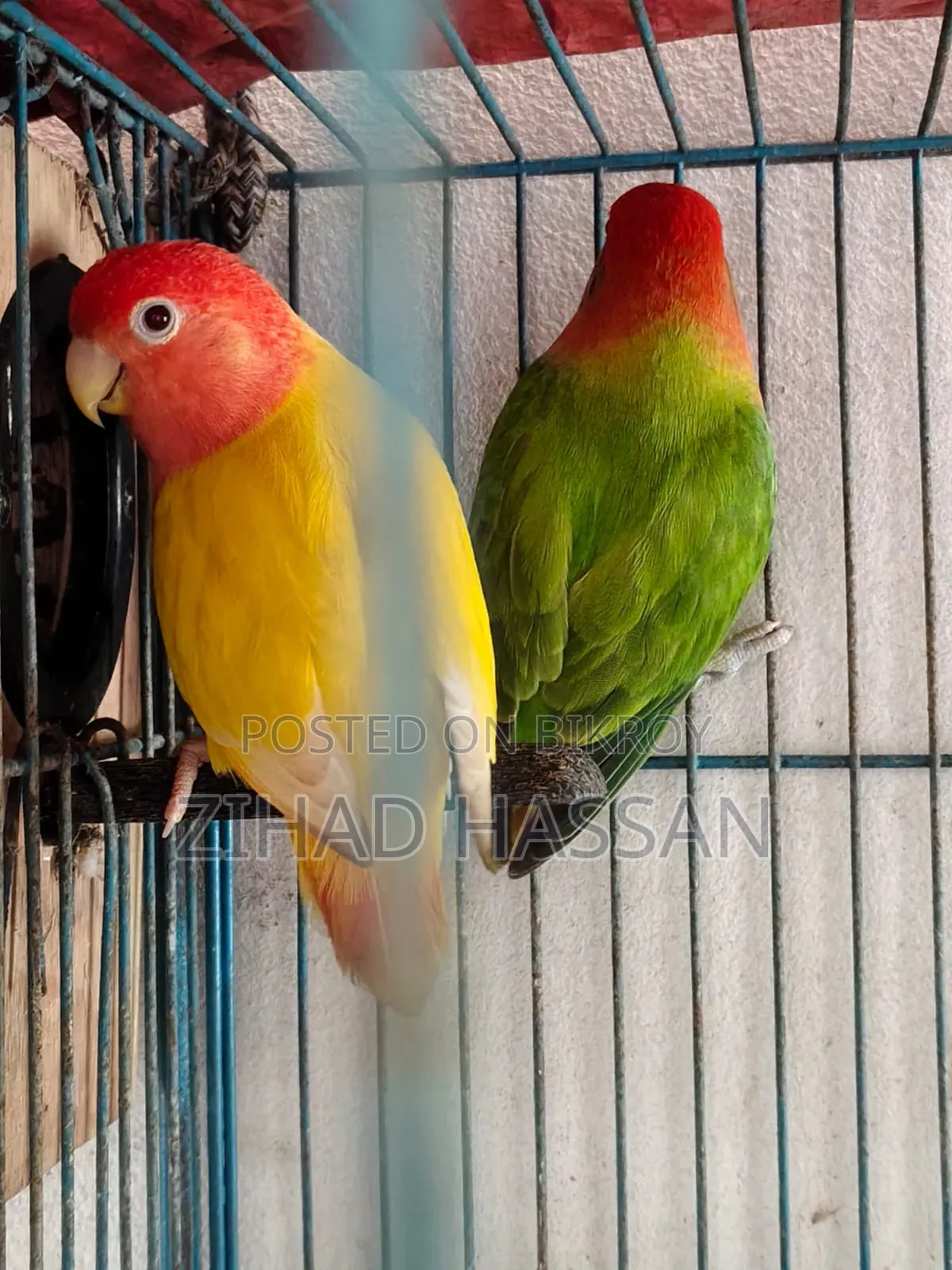 একজোড়া লাভ বার্ড পাখি।