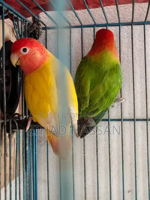 একজোড়া লাভ বার্ড পাখি।