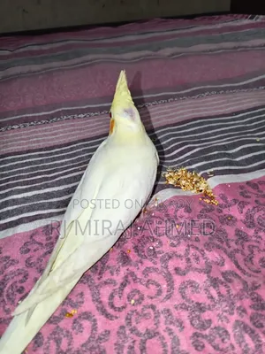Full Tame Cockatiel
