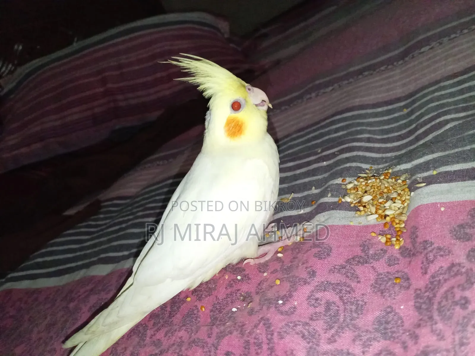 Full Tame Cockatiel