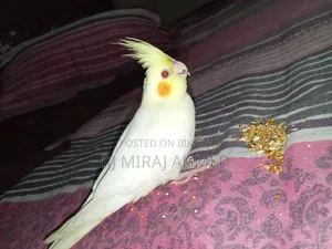 Full Tame Cockatiel