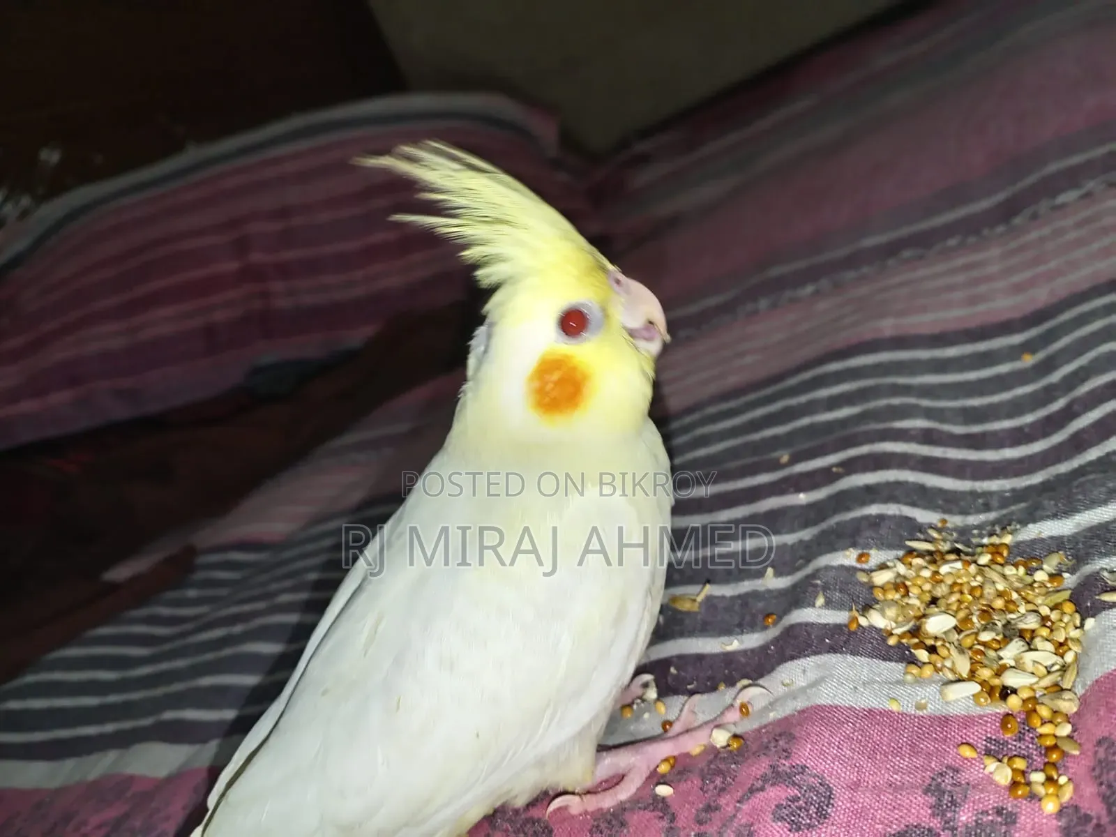 Full Tame Cockatiel