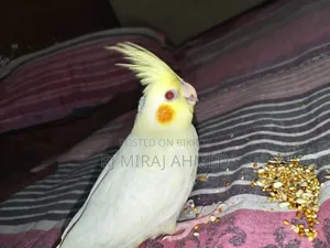 Full Tame Cockatiel
