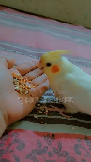 Full Tame Cockatiel