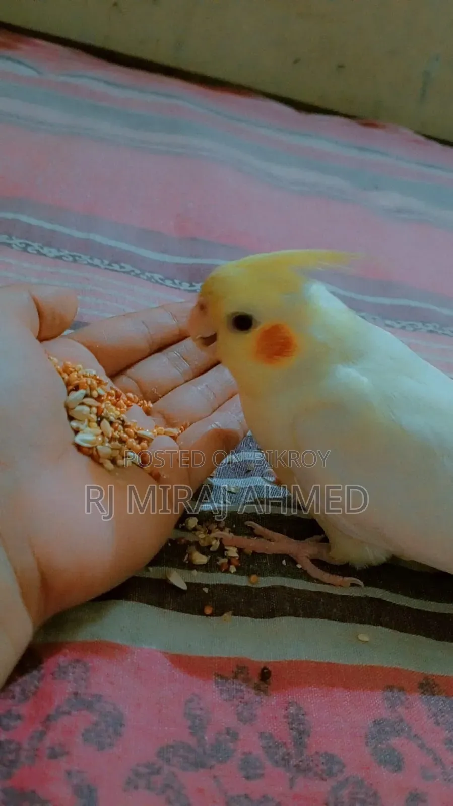 Full Tame Cockatiel