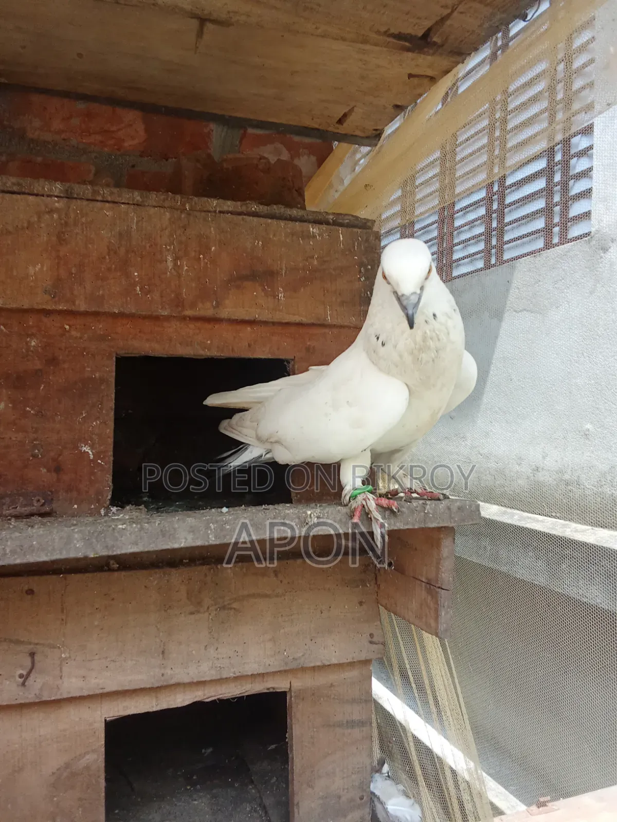 Local Pigeons